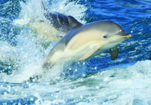 common dolphins calf pembrokeshire boat trip
