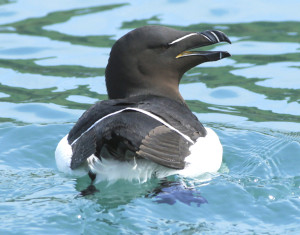 guillimot seabirds pembrokeshire coast national parks