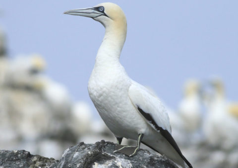 Grassholm Island gannet colony Pembrokeshire