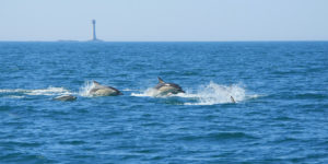 Common dolphins Smalls lighthouse wales