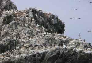Gannet colony on Grassholm Island RSPB nature reserve