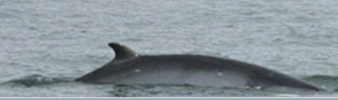 Minke whale St Davids Pembrokeshire Wales