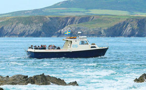 Ramsey Island boat trips in St Davids Wales