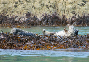 Atlantic Grey Seal colony Ramsey Island St Davids