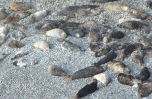 Atlantic Grey Seals Ramsey Island RSPB Nature Reserve