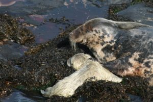Atlantic Grey Seals on Ramsey Island