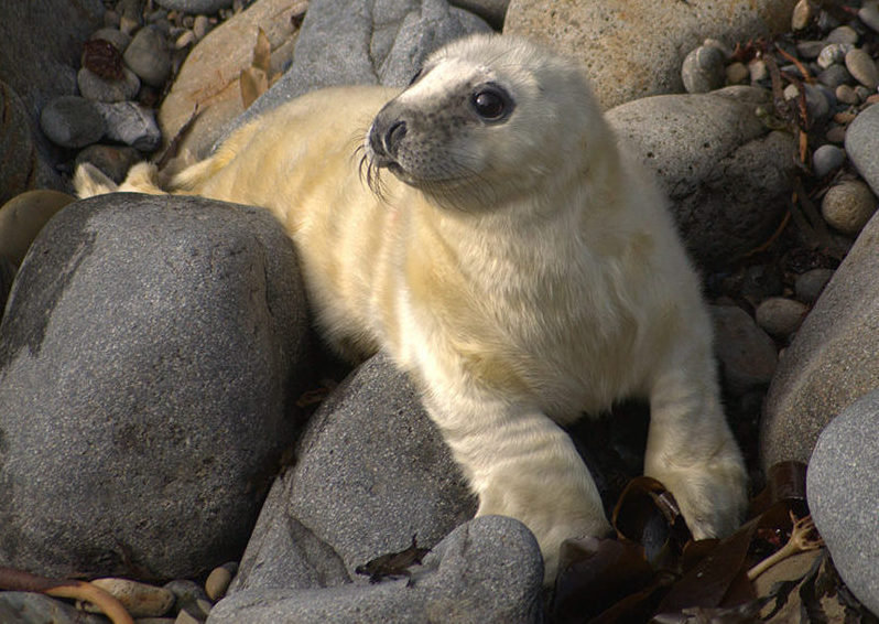 Atlantic grey Seal pup on Ramsey Island
