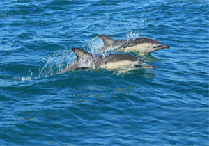 Common Dolphins sightings whale and dolphin watching
