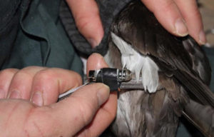 Depth time recorder attached to leg of a Balearic Shearwater