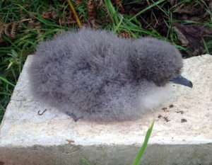 Manx Shearwater chick on Ramsey Island