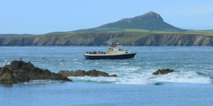 Wildlife boat trips Ramsey Sound Pembrokeshire