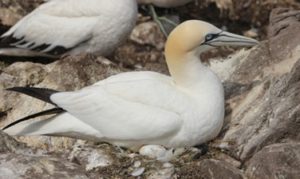 inexperienced gannet incubating her egg