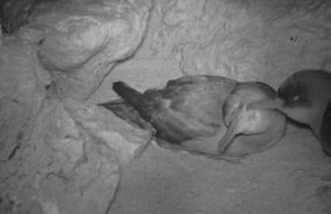 Balearic Shearwaters preening at the nest in Sa Cella