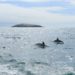 First Whale & Dolphin watching trip of the season