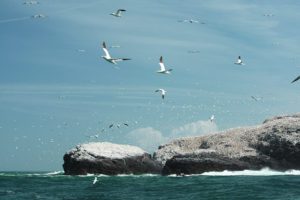 Grassholm Island gannet colony