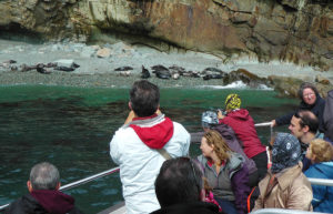 Atlantic Grey Seal coloney in Bachelor Bay