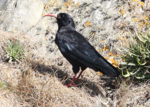 Chough on Ramsey Island RSPB Nature Reserve