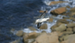 wildlife on Ramsey Island and the Pembrokeshire Coast