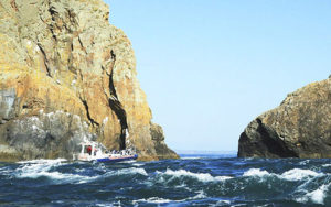 Jet boat trips ramsey island seabirds