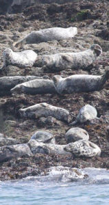 Atlantic Grey Seal olony on Ramsey Island