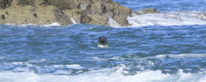 Atlantic Grey seals boat trip around Ramsey Island
