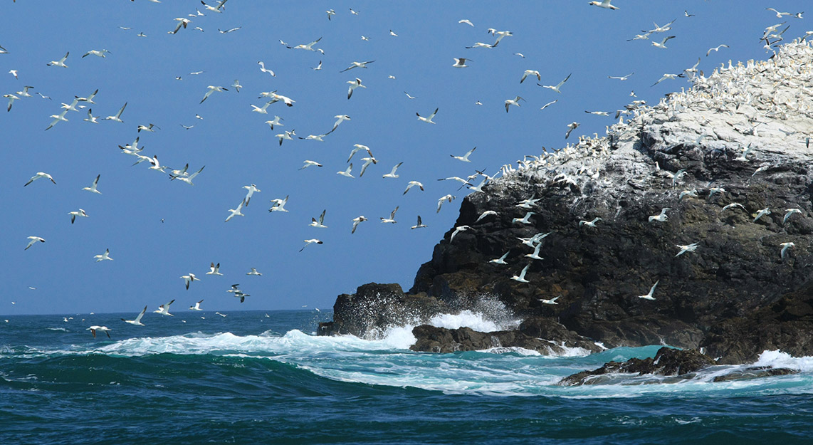 Grassholm Island RSPB gannet colony