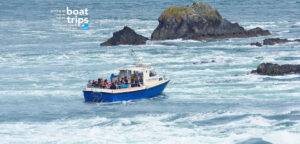 Seals seabirds porpoise Ramsey Sound boat trip