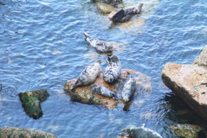 Atlantic Grey Seals Grassholm Island