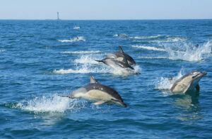 Common Dolphins whale and dolphin watch boat trip